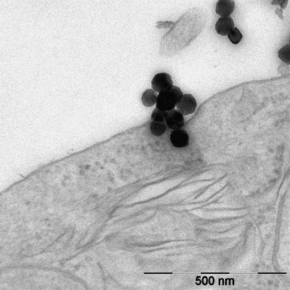 a592-2014-10-29-b1x-MM-nanotox.jpg