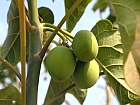 /documents/56164/292023/a592-2008-10-28-jatropha-b1s.jpg/641d45db-1a23-4196-a153-429941e2419b?t=1448306313017